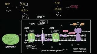 Обзор светозависимых реакций в фотосинтезе (видео 3)| Фотосинтез | Биология