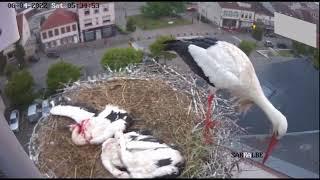 KILLER WHITE STORK THE MOST EVIL ANIMAL ON EARTH