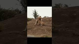 Lion vs lion #shorts AnimalTube (애니멀튜브) - World  of animals (동물의 세계)