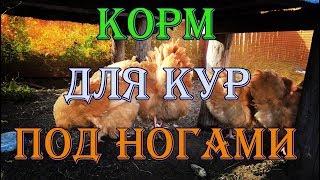 Подножный Корм для Кур, Симбиоз Кроликов и Кур | Дневник Кроликовода №21 | Арболитич