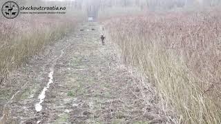 Drivjakt villsvin Kroatia / Driven hunt wild boar Croatia - 15