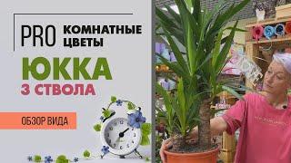 Юкка с 3 стволами - НЕ РАССАЖИВАЙТЕ такие юкки | Как правильно ухаживать за юккой