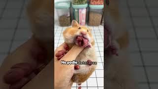 El pequeño hámster inesperado #animales #shorts