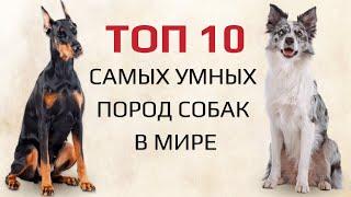 ТОП 10 самых умных пород собак в мире