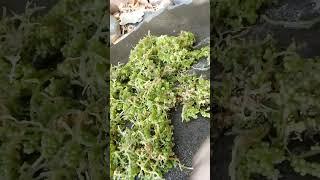 Catch Fresh Seagrapes, Seaweeds and SeaShell #viral #shortsviral #ofw #seafood  #seaadventure