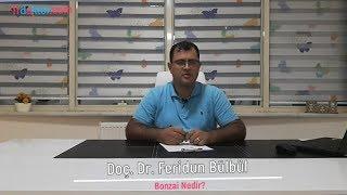 Bonzai Nedir? - Trdoktor.Com