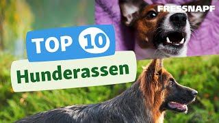 Top 10 Hunderassen