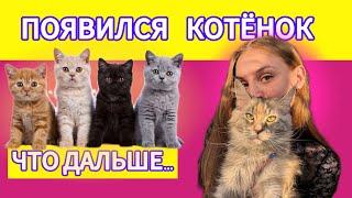 ПОЯВЛЕНИЕ КОТЁНКА В ДОМЕ. ЧТО ДАЛЬШЕ? #top #cats #котята #мейнкун