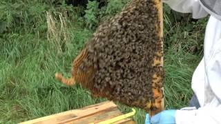 Black bees in a top bar hive on the Isle of Man