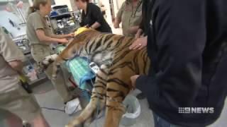 Tiger | 9 News Adelaide
