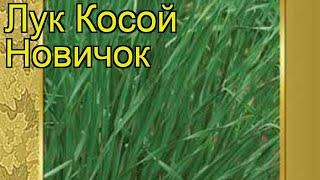 Лук косой Новичок. Краткий обзор, описание характеристик, где купить семена Novichok