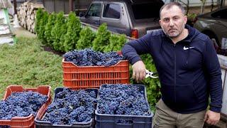 ДОМАШНЕЕ ВИНО из ДОМАШНЕГО ВИНОГРАДА