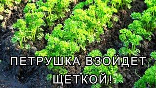 ПЕТРУШКА ВЗОЙДЕТ ЩЕТКОЙ! Посейте так петрушку под зиму, получите дружные всходы весной!