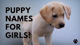  Puppy Names For Girls - 51 CUTE & TOP Ideas | Names