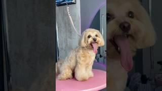 Isn’t the sweetest  #grooming #cute #pets #kawaii #shorts #fyp #explore #viralvideo