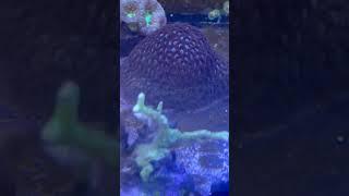 Cyphastrea, Ice Blue Sprinkle variant. Power Lab Aquariums for all fish tank and marine reef tanks