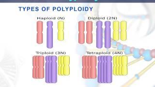 polyploidy