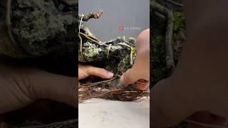 BONSAI ON ROCK, VERY BEAUTIFUL