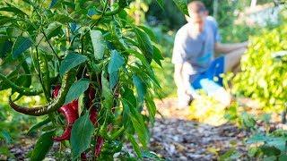 How To Use PLANTS To Take Care Of Your Garden