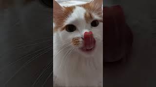 Cat Luchik with a long tongue!