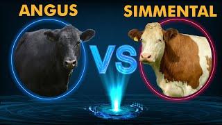 Angus vs Simmental
