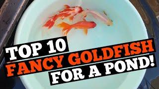 TOP 10 FANCY GOLDFISH for a POND! - Can Fancy Goldfish live outdoors?