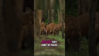 Dog that whistles | | Asiatic wild dogs #shorts
