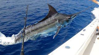 Epic Blue Marlin Encounter & 14 Yellowfin Tuna Catch - Unforgettable Fishing Adventure! (C,C&C)