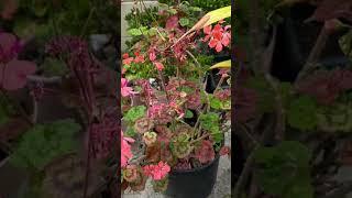 Geraniums bloom better in a container