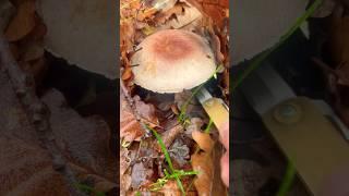 Шампиньон перелесковый  Agaricus silvicola Agaricaceae. Mushrooms. Леса России