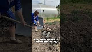При съемке ролика ни один муж не пострадал #огород #дача #сад #цветы #garden #юмор #морковь #лето