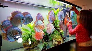 Adding New Discus Fishes to my Beautiful Discus Aquarium Plants