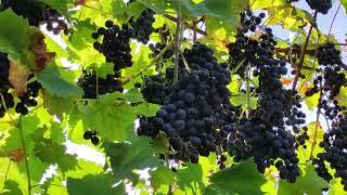 Sweet grapes in the countryside near Odessa Ukraine!