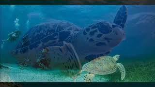 ARCHIPIÉLAGO LOS ROQUES, UN PARAÍSO ESCONDIDO EN EL CARIBE