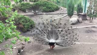 Павлин брачный танец HD Peacock mating dance 2017 а вам слабо 