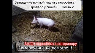 Выпадение прямой кишки у поросенка. Везём к ветеринару.