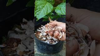 Kitchen waste as organic fertilizer for chili plants️ #organicfarming