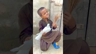 Ab kabootar apna gher acha banayege ️#viral #youtubeshorts #pigeon #love