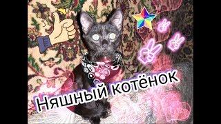 Мои любимые мимишки! / Мої коти! /החתולים שלי! / My cats!