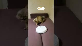 Cat and vacuum cleaner | Nafantik #shorts