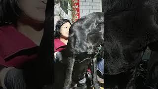 This dog is creating the new generation 760