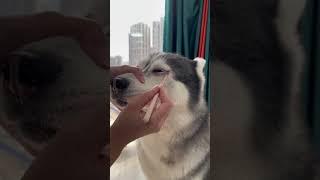 【正紧市民】听说你们喜欢这种口味的