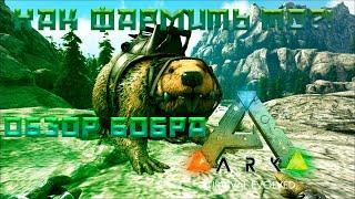 Как приручить бобра в ARK Survival Evolved| Кастороидес| способности|