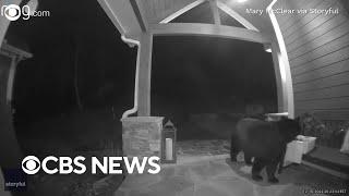 Hungry bear steals bagel delivery from porch