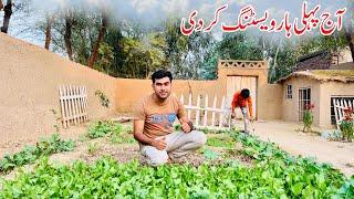 AJ First Harvesting Kr di | Pakistan Village food | Shoaib Maharzada