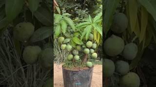 New technique of growing mango plant #mango #mango_grafting #grafting #farming #viral #shorts