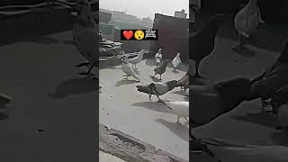  alhamdulillah ﷺ ️ #islamicstatus #pigeon #kabootar #shorts #trending #viral #newvideo