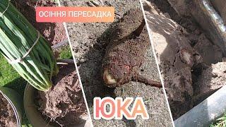 Юка||Пересадка||Восени