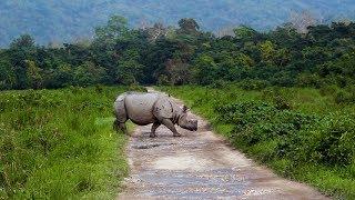 The Greater One-Horned Rhino Has its Own Scent Code