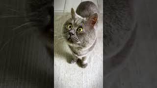 Meet Fedya the Cat, the Cutest Cross-Eyed Cat Ever | Happy TV